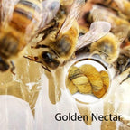 Golden Nectar image 3
