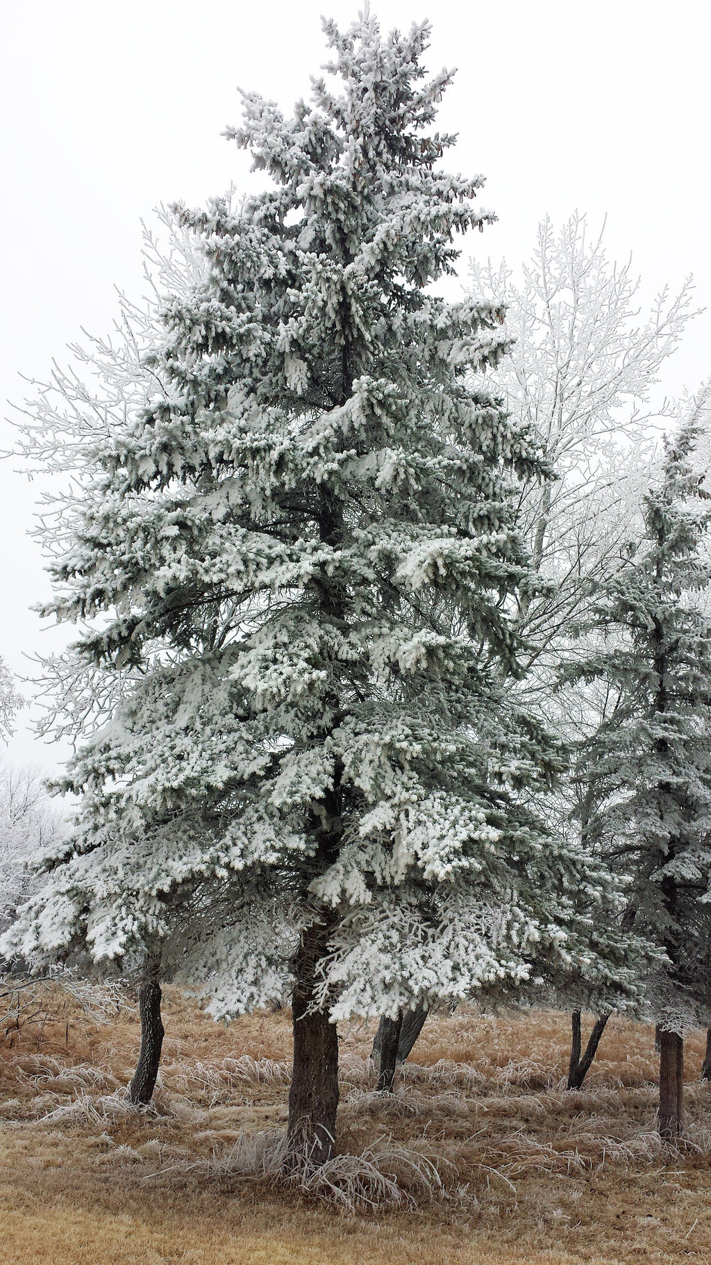 Whispering Pine image 1