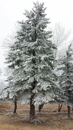 Whispering Pine image 1