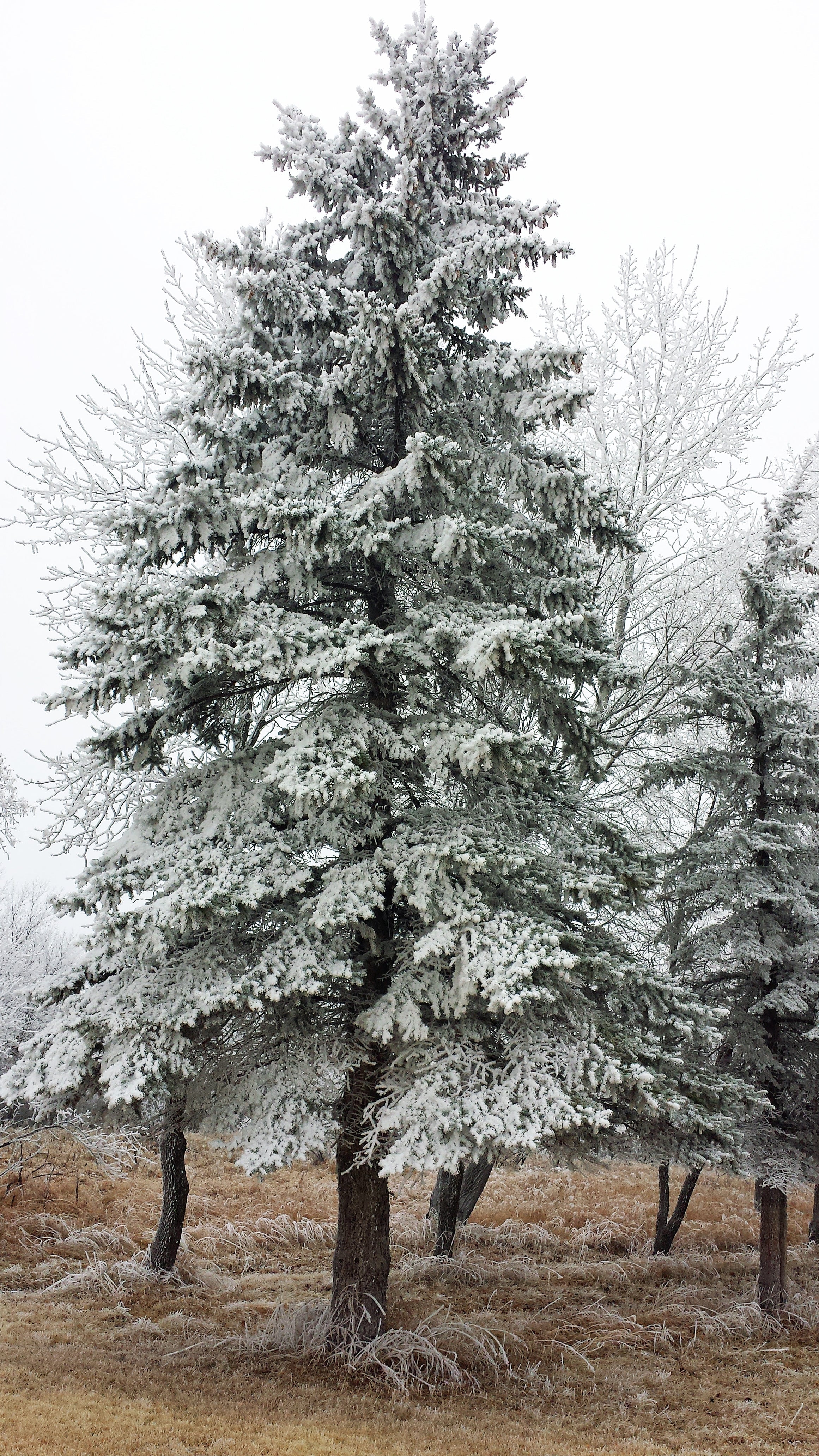 Whispering Pine image 1