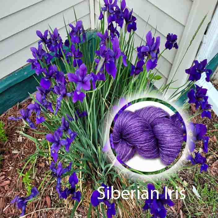 Siberian Iris image 0