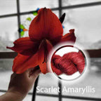 Scarlet Amaryllis image 0