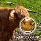 Highland Coo image 4