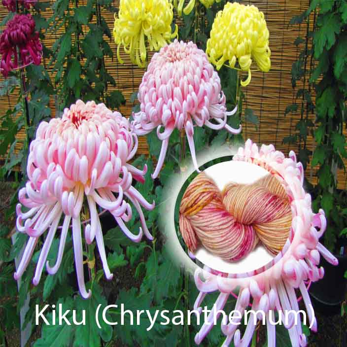 Kiku (Chrysanthemum) Speckle image 0