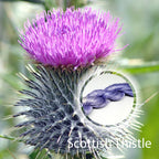 Scottish Thistle yarn image 0