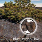 Blue Dragon Flow image 0