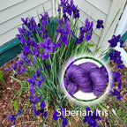 Siberian Iris image 1