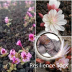 Resilience Sock image 1