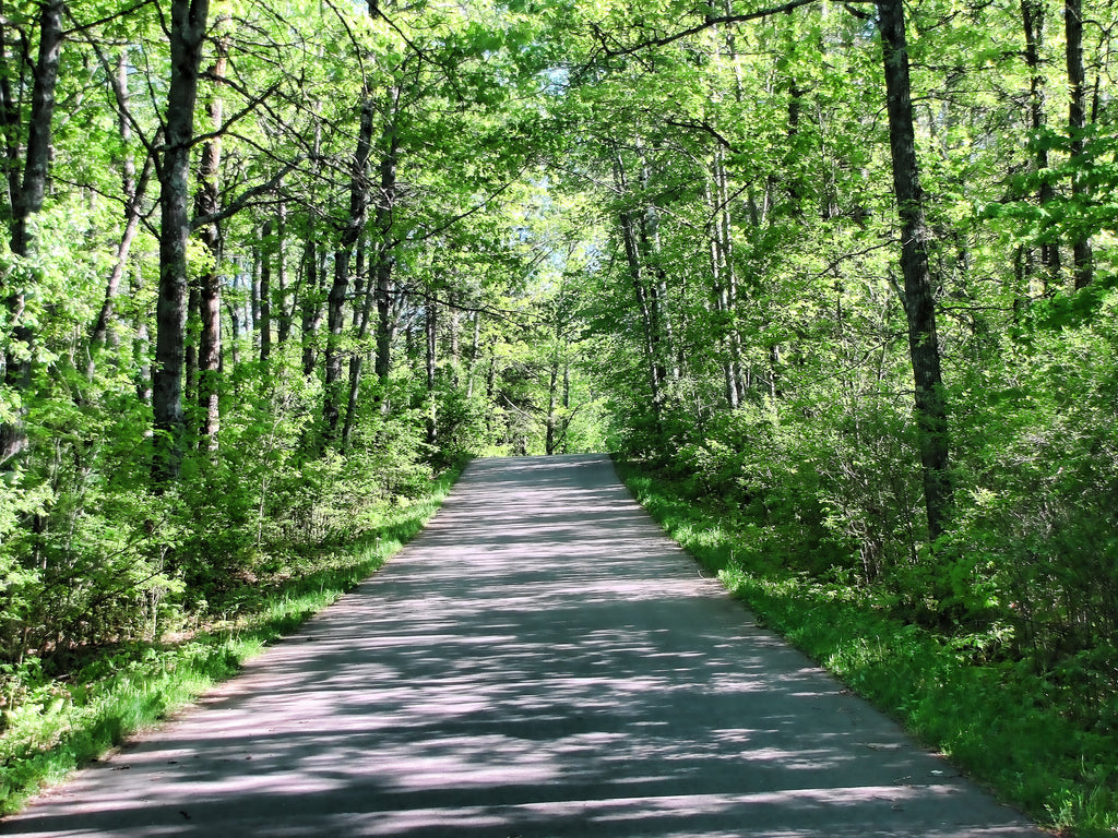 Shinrin-yoku (Forest Bathing) image 3