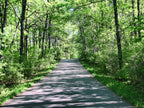 Shinrin-yoku (Forest Bathing) image 3