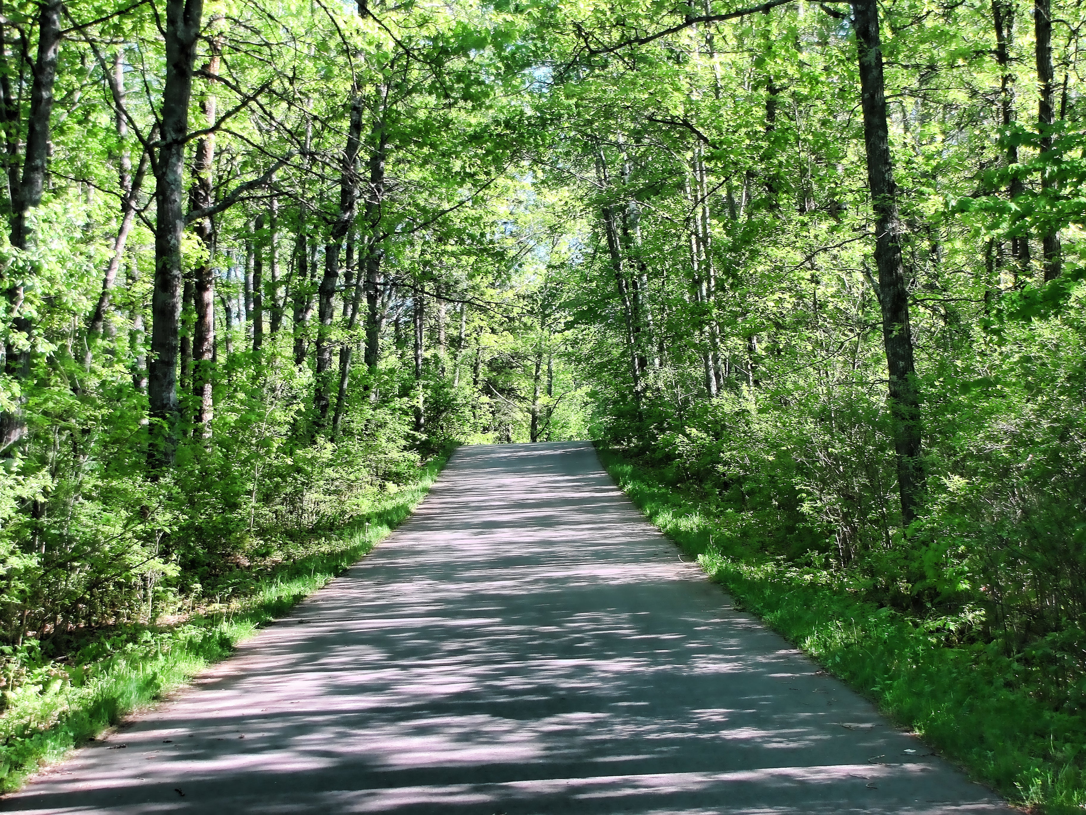 Shinrin-yoku (Forest Bathing) image 3
