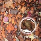 Fallen Leaves image 0